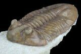 Long, D Asaphus Plautini Trilobite Fossil - Russia #125671-2